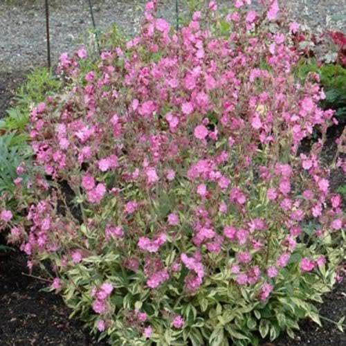 RedCrocus Valley High Campion Silene dioica- Vibrant Pink Blooms, Pollinator Attractant, Shaded Garden or Container Plant, Deer & Pet Safe 1 Gallon (Pack of 5)