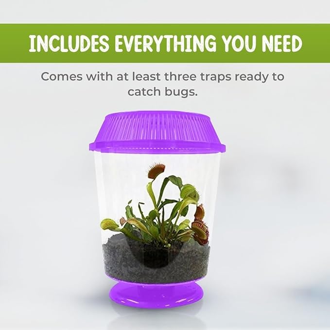 Venus Fly Trap Live Plant with 4.5" Purple Terrarium + Carnivorous Plants Food Bundle with Feeding Tweezers - Carnivorous Plant Soil and Live Venus Flytrap