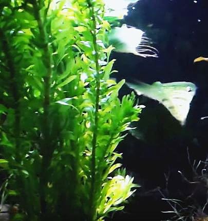 3 Bundles Anacharis Egeria Densa Elodea Live Aquarium Plants Freshwater Pond Aquatic Water Plant Decorations by Greenpro