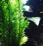 3 Bundles Anacharis Egeria Densa Elodea Live Aquarium Plants Freshwater Pond Aquatic Water Plant Decorations by Greenpro
