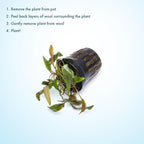 SubstrateSource Cryptocoryne Live Aquarium Plants - Freshwater Plant for Aquariums, Planted Fish Tanks - Beginner Friendly (Beckettii, 1 Pot (3-5 Plants))