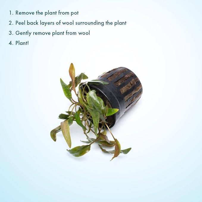 SubstrateSource Cryptocoryne Live Aquarium Plants - Freshwater Plant for Aquariums, Planted Fish Tanks - Beginner Friendly (Beckettii, 1 Pot (3-5 Plants))