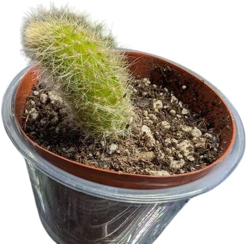 Monkey Tail Cactus Live Plant 2" Pot, Rare White Fuzzy Trailing Succulent, Small Cactus Plant