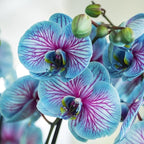 100 Orchid Flower, Rare Phalaenopsis Orchid Seeds, Blue & Pink Perennial Flower Seeds for Planting, Exotic Indoor & Outdoor Orchid Plants