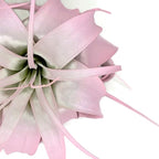 XL Xerographica Colored Air Plant, Live Tillandsia House Plant, Easy Care Indoor Outdoor, Great Gift, Healthy Arrival Guaranteed (Light Pink)