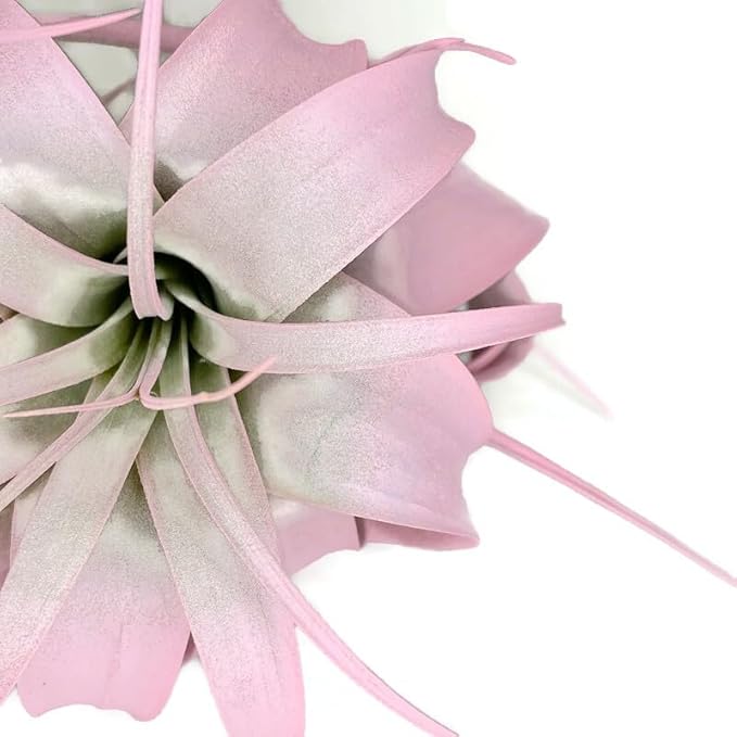 XL Xerographica Colored Air Plant, Live Tillandsia House Plant, Easy Care Indoor Outdoor, Great Gift, Healthy Arrival Guaranteed (Light Pink)