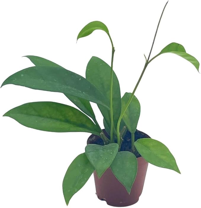 BubbleBlooms Hoya Pubicalyx in a 2 inch Pot, Live Rooted Potted Wax Plant