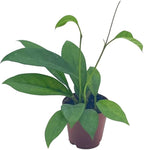 BubbleBlooms Hoya Pubicalyx in a 2 inch Pot, Live Rooted Potted Wax Plant