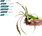 SubstrateSource Live Plants - Crypt Spiralis Tiger (Cryptocoryne spiralis 'Tiger') - Low to Medium Light, Green-Brown Color Aquatic Plant, Background Placement - Rosette Growth - Pot, 1 Pack