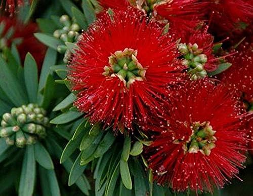 Little John Dwarf Bottlebrush Tree - Callistemon viminalis cv - Live Hummingbird Plant - Unusual Red Flower - Emerald Goddess Gardens- Starter Sz 4 Inch Pot