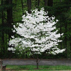 Flowering Dogwood Tree Seeds - 20 Seeds - Beautiful Flowering Tree Seeds for Planting