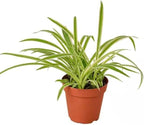 Spider Plant - Easy Grow/Cleans The Air - 6 inch Pot Live Plant BSBD