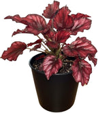Begonia Live Plant, Begonias Live Plant, Rare Begonias Plants, 5-7 Inches in Height for Indoor Houseplant (Red Begonia)