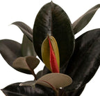 American Plant Exchange Burgundy Rubber Tree – 6-Inch with Pot – Live Easy Care Ficus Elastica Houseplant, Air Purifying Indoor Tree for Home, Office, Patio, or Housewarming Gift