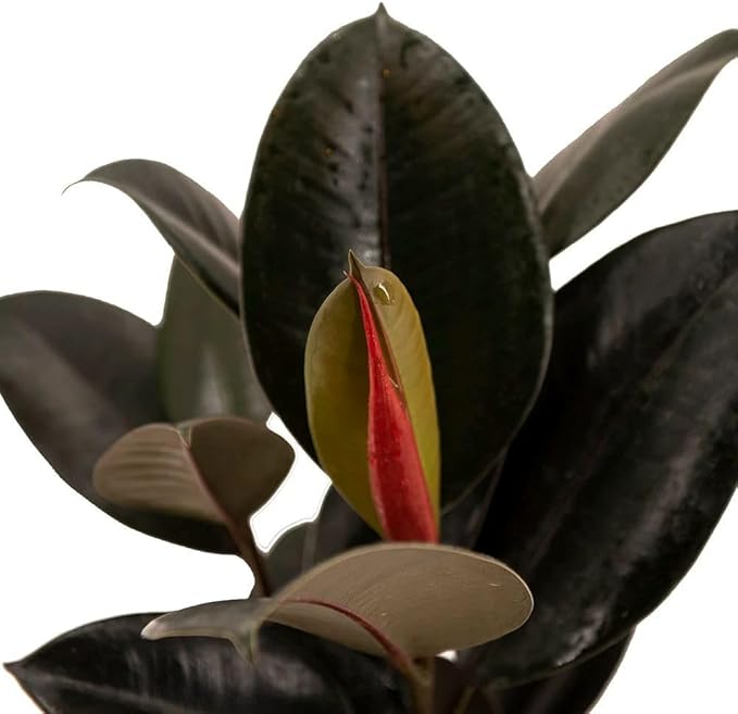 American Plant Exchange Burgundy Rubber Tree – 6-Inch with Pot – Live Easy Care Ficus Elastica Houseplant, Air Purifying Indoor Tree for Home, Office, Patio, or Housewarming Gift