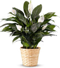 From You Flowers - Serene Peace Plant for Birthday, Anniversary, Get Well or Celebration