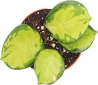 Rare Hoya Australis Lisa - 3" from California Tropicals