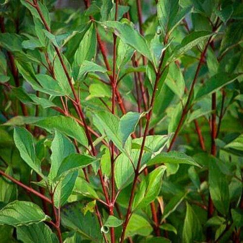 Red Twig Dogwood Shrub/Bush - (Red Osier) - 12-18" Tall Live Plant - Cornus sericea