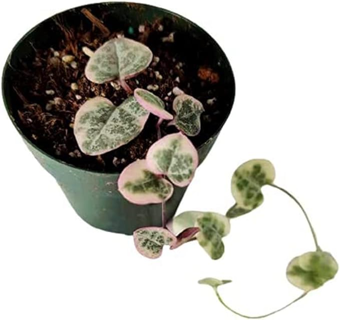 Live Succulent Cactus Plants (2.5" Pot String of Hearts Variegated)