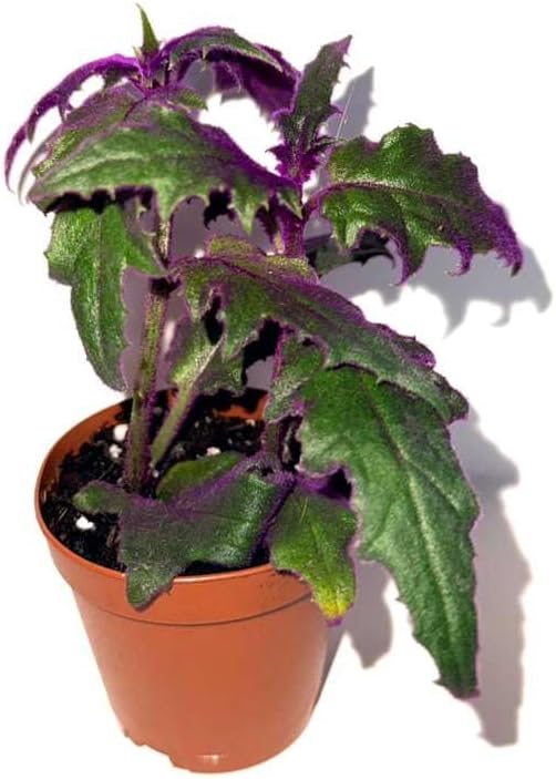 Gynura aurantiaca - Purple Passion Plant – Live Indoor Houseplant – 2 Inch Pot – Vibrant Purple Foliage