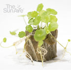 Whorled Pennywort Hydrocotyle Verticillata Live Aquarium Plants Freshwater Fish Tank with Roots (1 Cube)