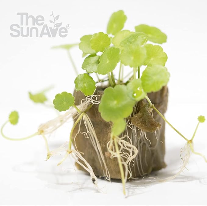Whorled Pennywort Hydrocotyle Verticillata Live Aquarium Plants Freshwater Fish Tank with Roots (1 Cube)