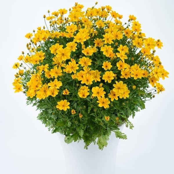RedCrocus White Delight Bidens- Bright White Summer Blooms for Borders & Containers, Pollinator Attracting, Low Maintenance, Pet Safe, Deciduous Garden Plant 4.5" Pot (Pack of 5)