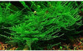 Marcus Fish Tanks - Christmas Moss Vesicularia Montagnei Easy Live Aquarium Plant Large Baseball Size Portion Buy 2 GET 1FREE