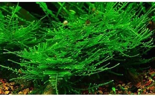 Marcus Fish Tanks - Christmas Moss Vesicularia Montagnei Easy Live Aquarium Plant Buy 2 GET 1FREE