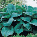 Big Daddy Hosta Flower Root - Grows Well in Containers - Perennializing - Grows Great in Shade - Easy to Grow Live Plants - Outdoor Garden