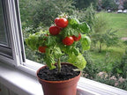 Seeds Indoor Tomato Dwarf in Pot Red Early Heirloom Vegetable for Planting Non GMO