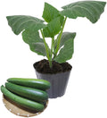 2 Green Squash Plants Live, 4 to 6 Inch Tall, Squash Zucchini Plants Gardening