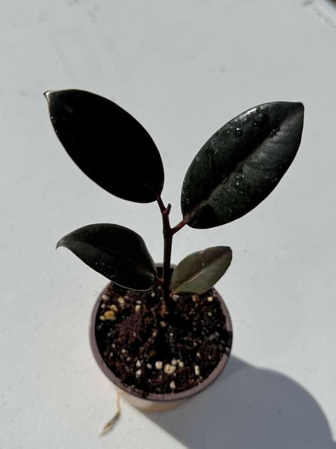 PLANTVERS Ficus Elastica Burgundy Rubber Tree Plant, Live Indoor Houseplant with Dark Glossy Foliage, 2 Inch Grow Pot, Air Purifying, Easy Care