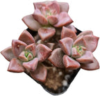 Live Succulent Cactus Plants from USKC (2"Pot) (Graptosedum Vera Higgins)
