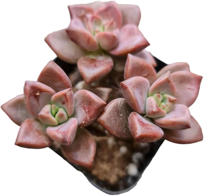 Live Succulent Cactus Plants from USKC (2"Pot) (Graptosedum Vera Higgins)