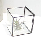 Small Square Glass Terrarium with Lid,Geometric Clear Box for Indoor Plants,Black Little Handmade Planter Pot for Succulents,Moss and Air Plant Fern,Home Garden Decor,4.3 x 4.3 x 4.7inch