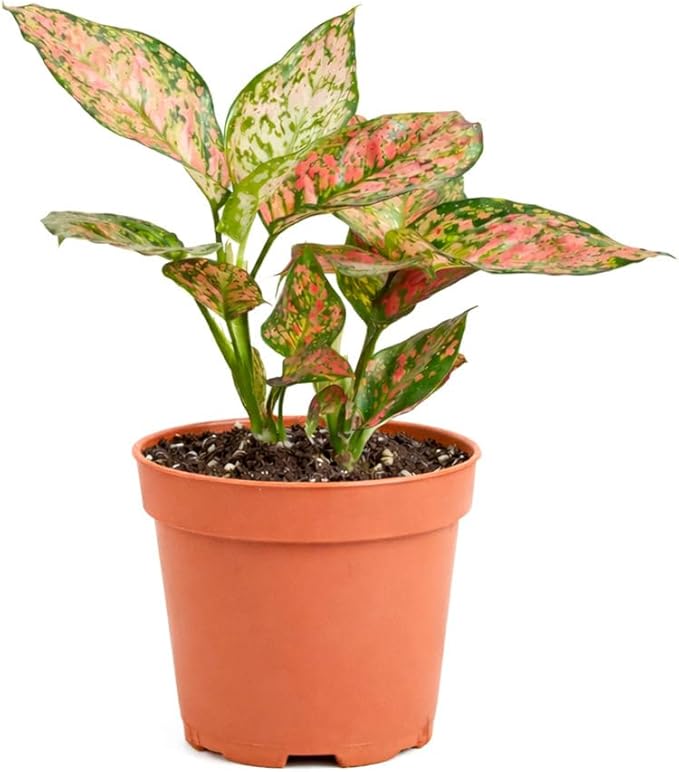 Chinese Evergreen 'Lady Valentine' (4 inch) - Air-Purifying Houseplants - 4/6 inch Unique Live Decorative Houseplants - Low-Maintenance Indoor Plants, House Warming Gift, Natural Air Purifier