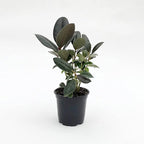 Rubber Plant - 3 Live Plants in 4 Inch Pots - Ficus Elastica “Burgundy” - Beautiful Easy Care Air Purifying Indoor Houseplant