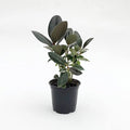 Rubber Plant - 5 Live Plants in 4 Inch Pots - Ficus Elastica “Burgundy” - Beautiful Easy Care Air Purifying Indoor Houseplant