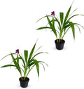 LEAL PLANTS ECUADOR Spathoglottis Plicata (Pack of 2) | Vibrant Purple Philippine Ground Orchid | Tropicals Plants | Low Maintenance Plant | Purple Flower Plant Live