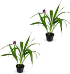LEAL PLANTS ECUADOR Spathoglottis Plicata (Pack of 2) | Vibrant Purple Philippine Ground Orchid | Tropicals Plants | Low Maintenance Plant | Purple Flower Plant Live