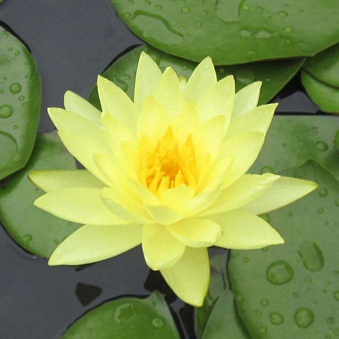 Live Water Lily Tubers | Pre-Grown Hardy Lily Rhizome in White, Pink, Red, Yellow, Orange, Purple (Yellow)