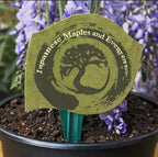 Blue Moon Wisteria Vine - Massive Foot Long Fragrant Flowers - Attract Hummingbirds - 2 - Year Plant by - Japanese Maples and Evergreens