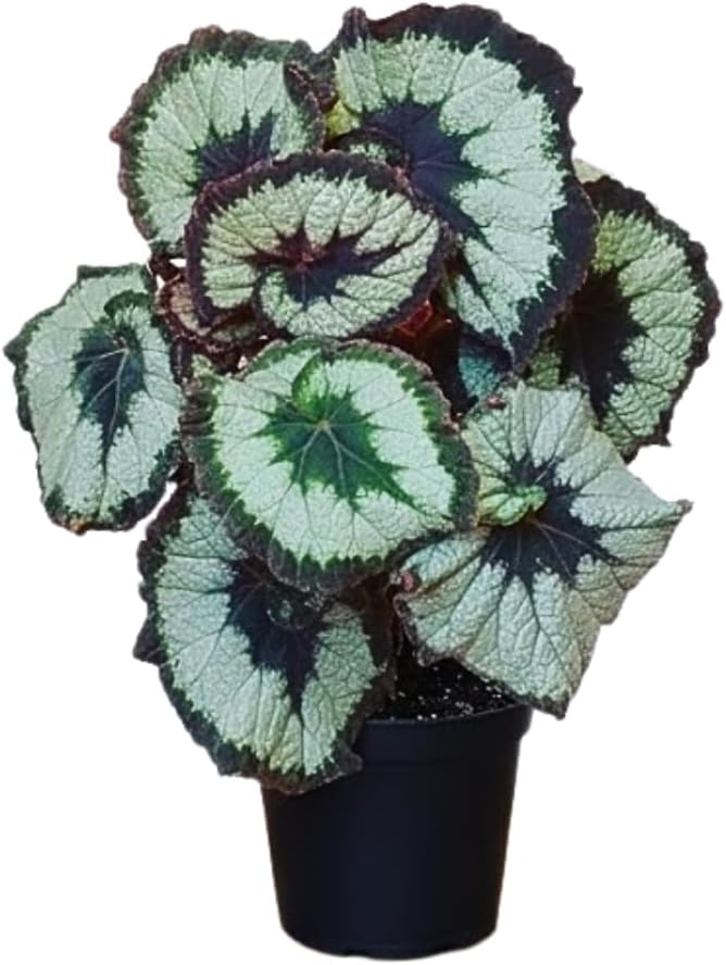 Begonia Live Plant, Begonias Live Plant, Rare Begonias Plants, 5-7 Inches in Height for Indoor Houseplant (Green Begonia)