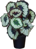 Begonia Live Plant, Begonias Live Plant, Rare Begonias Plants, 5-7 Inches in Height for Indoor Houseplant (Green Begonia)