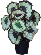 Begonia Live Plant, Begonias Live Plant, Rare Begonias Plants, 5-7 Inches in Height for Indoor Houseplant (Green Begonia)