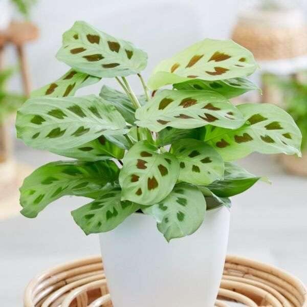Maranta Leuconeura Live Plant for Indoor | Different Houseplants in 4'' & 6'' Pot | Real House Plant for Living Room, Office, Desk & Bathroom | Prayer Plant