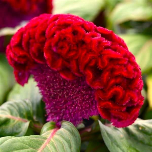 Seeds Cockscomb Coral Garden Dwarf Mix 200+ Seeds Brain Celosia Cristata Crested Cockscomb