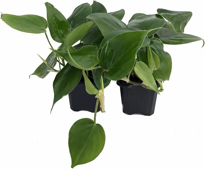 Heart Leaf Philodendron cordatum - 2 Plants - World's Easiest Houseplant-3" Pots