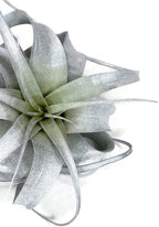 XL Xerographica Colored Air Plant, Live Tillandsia House Plant, Easy Care Indoor Outdoor, Great Gift, Healthy Arrival Guaranteed (Silver)